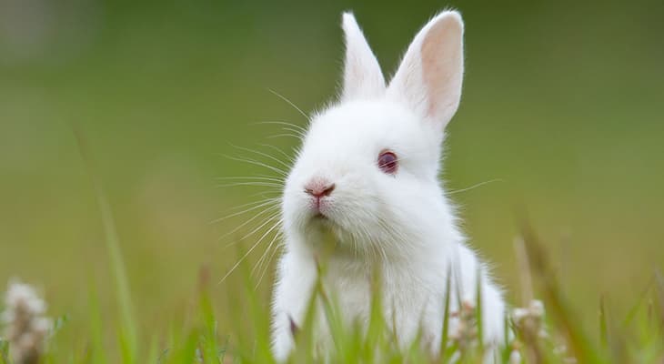Կենդանիների կյանքի տևողությունը․ ինչից է կախված և ինչ կարելի է անել