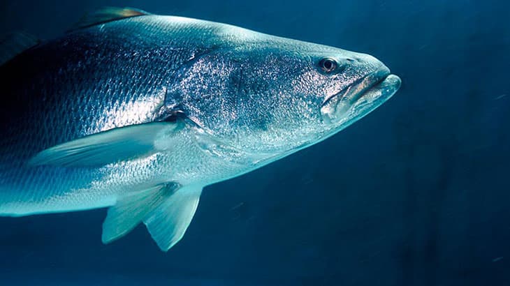 🐟 Տոտոաբան՝ անհետացման եզրին գտնվող եզակի ծովային ձուկը