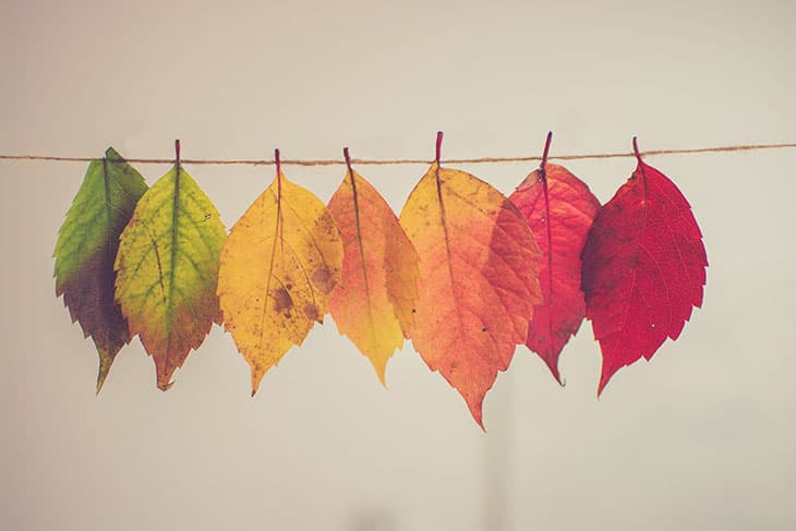 🍂 Ինչու՞ են տերևները փոխում իրենց գույնը. Բնության գունեղ գաղտնիքները