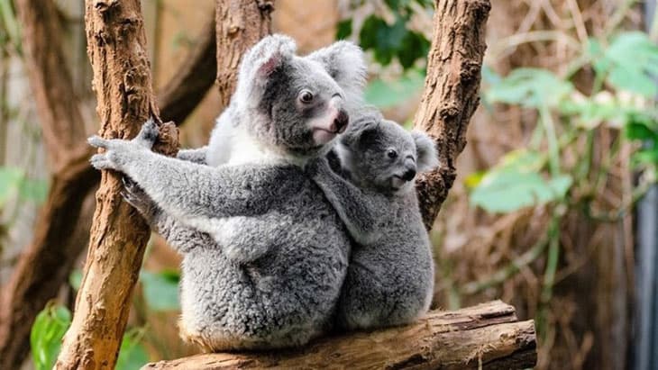 🐨 Հինգ հետաքրքիր փաստ կոալաների մասին