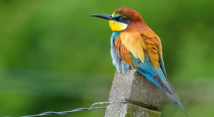🐦 Արդյո՞ք թռչունները լքում են իրենց ճտերին մարդու հպումից հետո. Առասպել և իրականություն