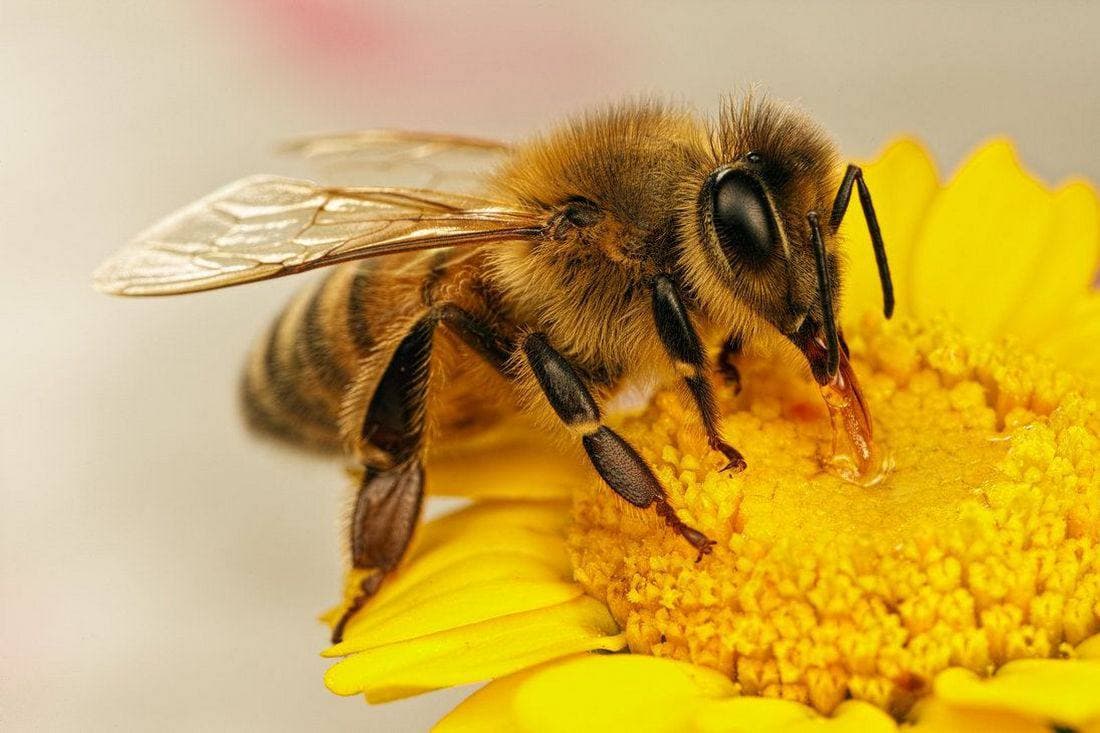 🐝 Մեղուներ․ բնության անփոխարինելի աշխատավորները
