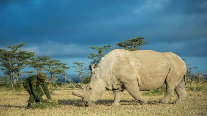 🦏 Վերջին արու սպիտակ ռնգեղջյուրը մահացավ… բայց գիտությունը փորձում է վերադարձնել տեսակը