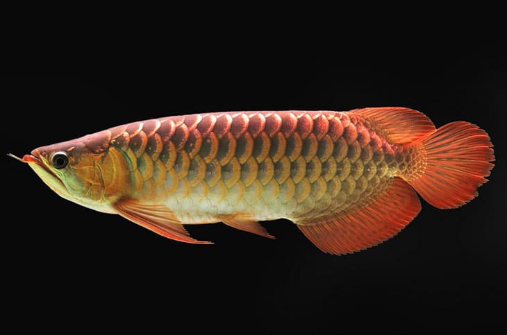 🐟 Ձուկ, որի արժեքը հասնում է $300,000․ ինչո՞ւ է ասիական արովանան այդքան թանկ