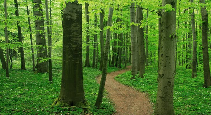 5 բնապահպանական նախագծեր, որոնք ավելի մաքուր են դարձնում մոլորակը (մաս 1)