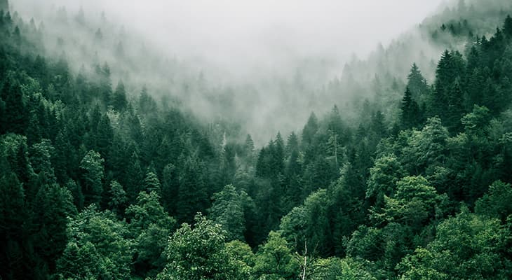 🌱 5 բնապահպանական նախագծեր, որոնք մոլորակը դարձնում են ավելի մաքուր (մաս 2)