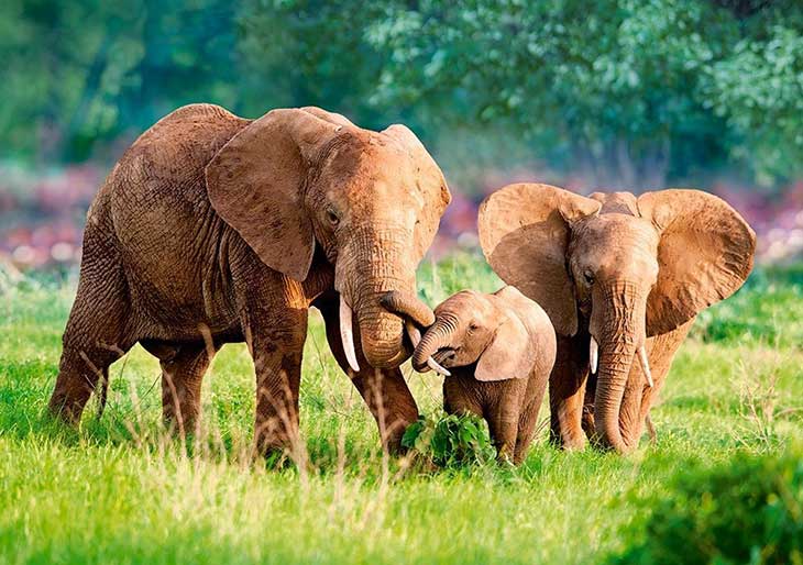 🐘 20 հետաքրքիր փաստ փղերի մասին, որոնք կզարմացնեն Ձեզ