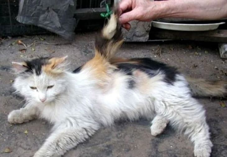 🐱 Թևավոր կատվի հանելուկը. բնության հրաշք, թե՞ գենետիկական մուտացիա