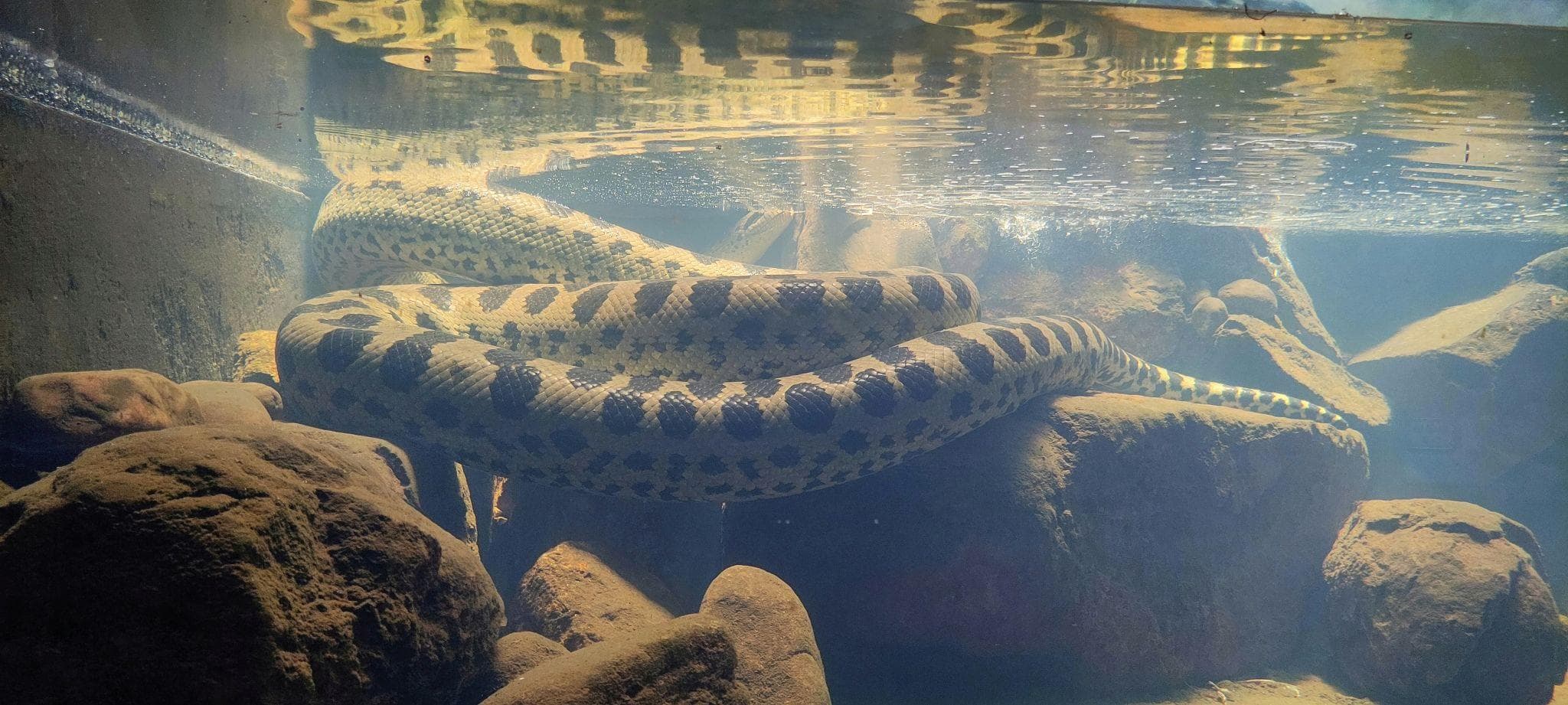 🐍 Անակոնդա․ ջունգլիների լուռ հսկան